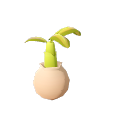 Banana_Tree_Sappling