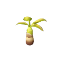 Banana_Tree_Stage_4