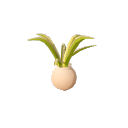 Coconout_Tree_Sappling