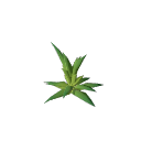 Pineapple_Stage_2