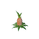 Pineapple_Stage_4